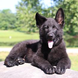 2nd Pick male - Black male German Shepherd puppy in Elkmont, Alabama from Oakmont Shepherds