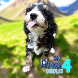 Bernedoodle and Goldendoodle Puppies from Paws 4 Doodles, LLC
