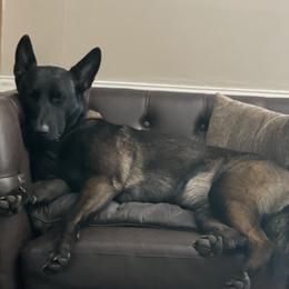 Belgian Malinois All Grown Up from Bayou State Malinois