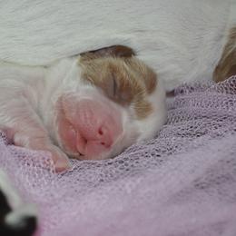 Cavalier King Charles Spaniel Puppies from Goddens Cavaliers