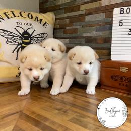 Shiba Inu Puppies from EndThyme Acres