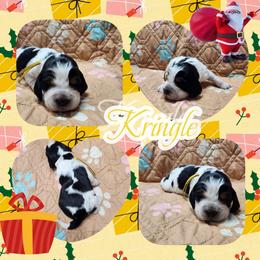Kringle - Black white and tan male English Springer Spaniel puppy in Westover, Maryland from Sterling's springer Haven