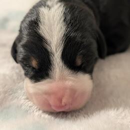 Red Female - Black, white and red female Greater Swiss Mountain Dog puppy in Hockessin, Delaware from Simply Swissies
