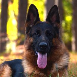 Kep - German Shepherd