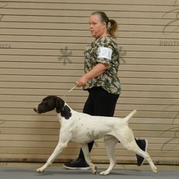 Rip - German Shorthaired Pointer