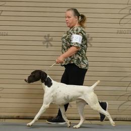 Rip - German Shorthaired Pointer