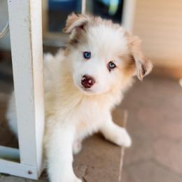 Finch - Merle male Pomsky puppy in Cleveland, Ohio from Lake Point Pomskies