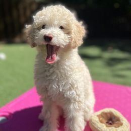 Brienne - Goldendoodle