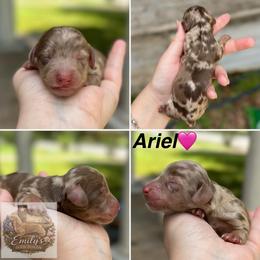 Ariel - Dapple female Dachshund puppy in Gatesville, Texas from Emily’s Doxie Domain