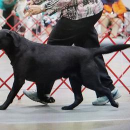 Labrador Retriever All Grown Up from Casbar Labradors