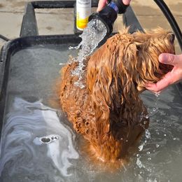 Goldendoodles from Doodles by Piper