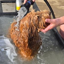 Goldendoodles from Doodles by Piper