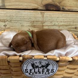 Marshall - Dark golden male Golden Retriever puppy in Pelham, Georgia from Sellers Kennels