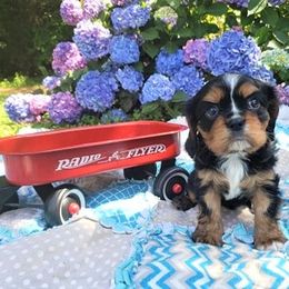 Cavalier King Charles Spaniel Puppies from Pleasant Meadows