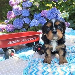 Cavalier King Charles Spaniel Puppies from Pleasant Meadows