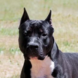 Dallas Jr - American Staffordshire Terrier