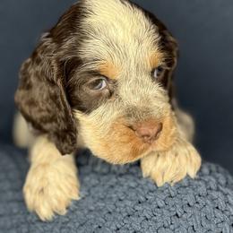 SUNNY - Tri-Roan female English Springer Spaniel puppy in Billings, Montana from M&M Fuzzy Bottom Friends