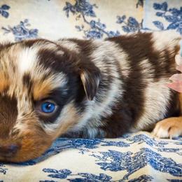 Laika - Red merle female Australian Shepherd puppy in Honeoye Falls, New York from Soaring SKKY Australian shepherds