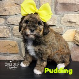 Pudding - Sable female Bernedoodle puppy in Heyworth, Illinois from Cobble Creek Puppies