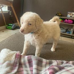 Snow - Apricot male Aussiedoodle puppy in San Antonio, Texas from Av’s Poodles and Doodles