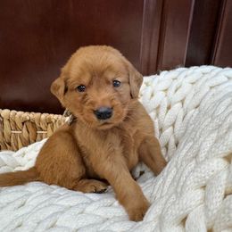 Purple Girl - Dark golden female Golden Retriever puppy in Aumsville, Oregon from Bigfoot Goldens AKC Registered Dark Red