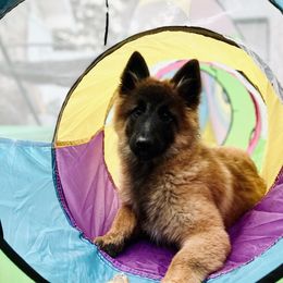 Belgian Tervuren from Ozma Belgians