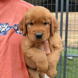 Grey - Dark golden male Golden Retriever puppy in Sacramento Area, California from Gold Country Golden Retrievers