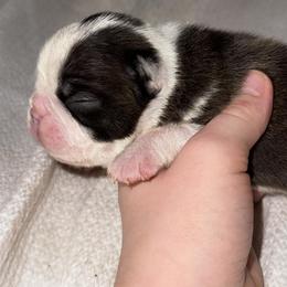Steve - Seal and white male Boston Terrier puppy in Georgia from A-K Boston Terriers