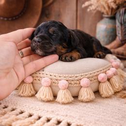 Lacey - Tri-color female Bernedoodle puppy in Carlotta, California from Lost Coast Bernese Mountain Dogs