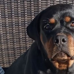 Basset Hounds and Rottweilers from Von Black Rottweilers and TriniCali Basset Hounds