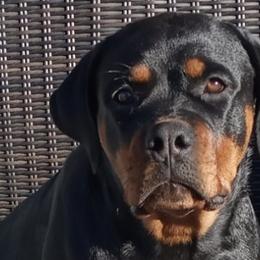 Basset Hounds and Rottweilers from Von Black Rottweilers and TriniCali Basset Hounds