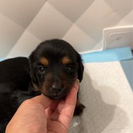 Kike - Black and tan female Dachshund puppy in Beaumont, California from Seleners Wieners