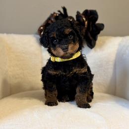Teddy (Theodore) - Phantom male Poodle puppy in Munster, Indiana from Miranda’s Sunshine Poodles and Doodles