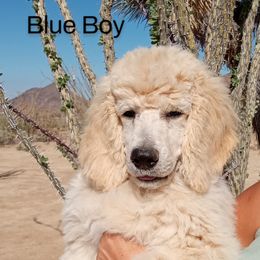 Poodle Puppies from Southwest Standards