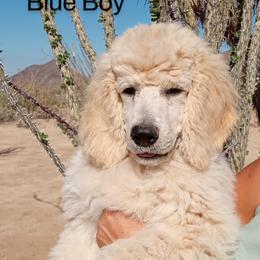 Poodle Puppies from Southwest Standards