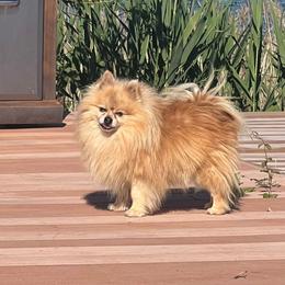 Lancelot - Cream male Pomeranian puppy in Queen Anne's County, Maryland from La Belle Pomeranians