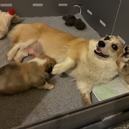 Pembroke Welsh Corgi Puppies from Zugspitze Corgis
