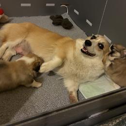 Pembroke Welsh Corgi Puppies from Zugspitze Corgis