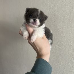 Girl 5 - Blue Pomeranian puppy in Muskogee, Oklahoma from Wonderlust Pomeranians