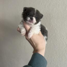 Girl 5 - Blue Pomeranian puppy in Muskogee, Oklahoma from Wonderlust Pomeranians