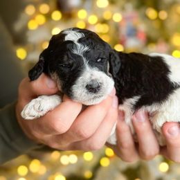 Oz - Parti male Poodle puppy in Bellville, Ohio from Cedar Ridge Standard Poodles