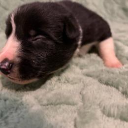 Tramp-purple - Black and white male Border Collie puppy in St. Cloud, Florida from Marcy's Border Collies