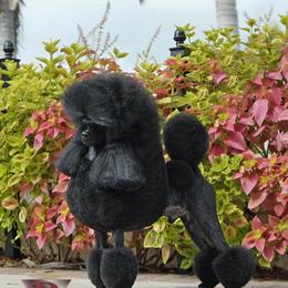 Delta - Poodle