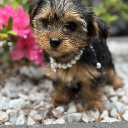 Yorkie girl white collar - Black and tan female Yorkshire Terrier puppy in Massachusetts from Happy Tail Yorkies and Maltese