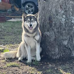 Lakota - Siberian Husky