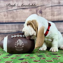 Pooh - Red and white male Basset Hound puppy in Dingess, West Virginia from Tuckers' Howling Hounds