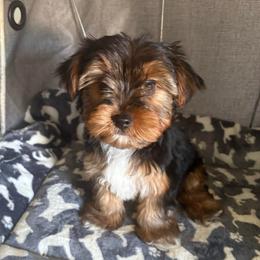 Rex - Chocolate, tan and white male Yorkshire Terrier puppy in Jacksonville, Florida from Lake Shore Yorkies