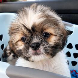 Tilly - Brindle female Shih Tzu puppy in Stroudsburg, Pennsylvania from Puppyville Pa Shih Tzu & frenchies
