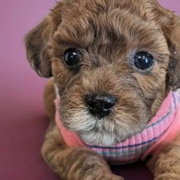 Maltipoos from Horst Maltipoo Puppies