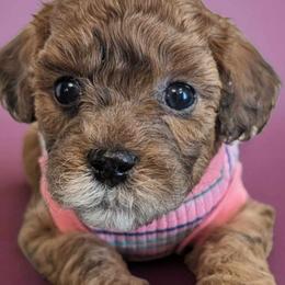 Maltipoos from Horst Maltipoo Puppies